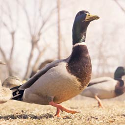 网络ddos攻击软件